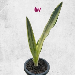 Sansevieria Manolin Variegated Rare Unique Leaves Beautiful Best Quality Fast Shipping