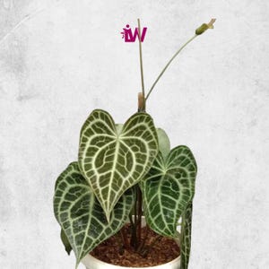 Anthurium Clarinervium Lebende Pflanze Einzigartige Geäderte Blätter