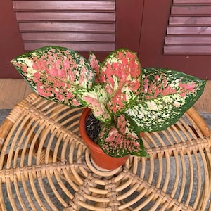 Aglaonema Dut Tricolor Rare Unique Leaves Beautiful Best Quality Fast Shipping