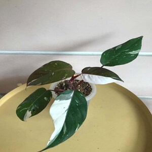 Philodendron Red Anderson Variegated Unique Leaves Beautiful Plant Live Best Quality Fast Shipping