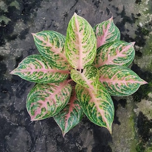 Aglaonema Gadis Best Condition Unique Aglaonema Fast Shipping