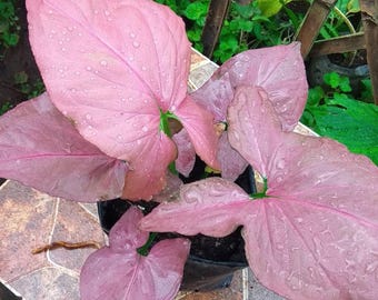 Syngonium Pink Perfection Condition Unique Leaves Beautiful Plant Live Best Quality Fast Shipping