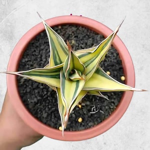 Sansevieria Dark Green Clone Variegated Rare Unique Leaves Beautiful Best Quality Fast Shipping