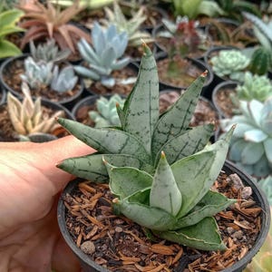 Sansevieria Bonji Rare Unique Leaves Beautiful Best Quality Fast Shipping