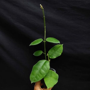 Hoya Lauterbachii sp Papua Rare Flowering Plant