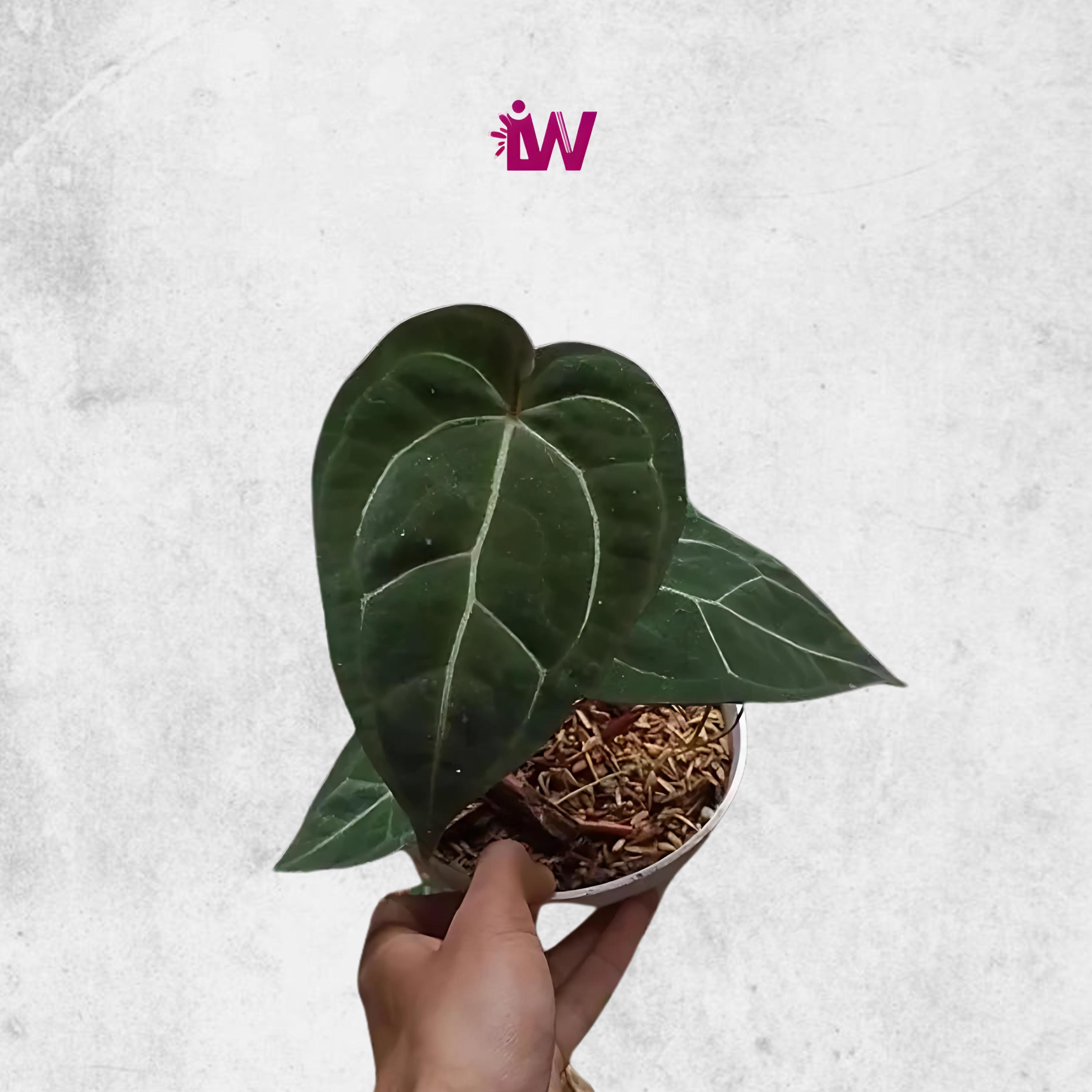 Ace of spades anthurium - Etsy 日本