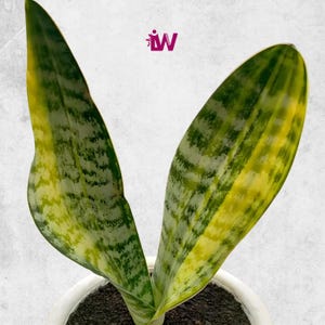 Sansevieria Aubrytiana Variegated Rare Unique Leaves Beautiful Best Quality Fast Shipping