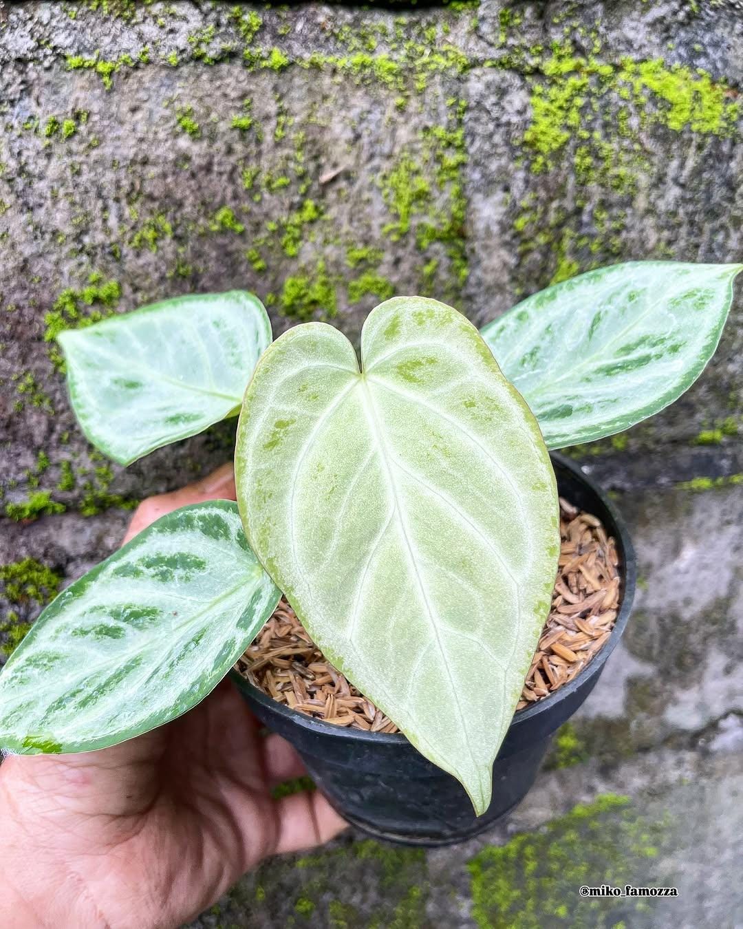 ※希少※アンスリウム　シンバーブラッシュクローム Anthurium silver blush - Etsy 日本