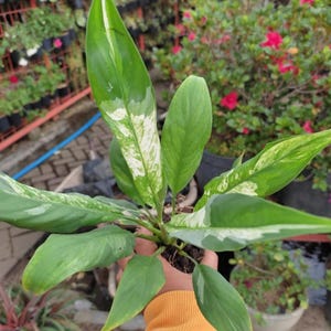 Spathiphyllum Peace Lily Variegated Plant with Unique Leaves