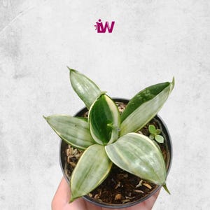 Sansevieria Silver Frost Rare Unique Leaves Beautiful Best Quality Fast Shipping