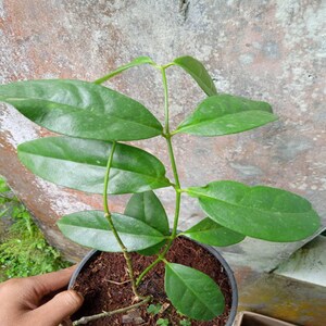 Hoya Campanulata Rare Unique Leaves Beautiful Flowers Fast Shipping