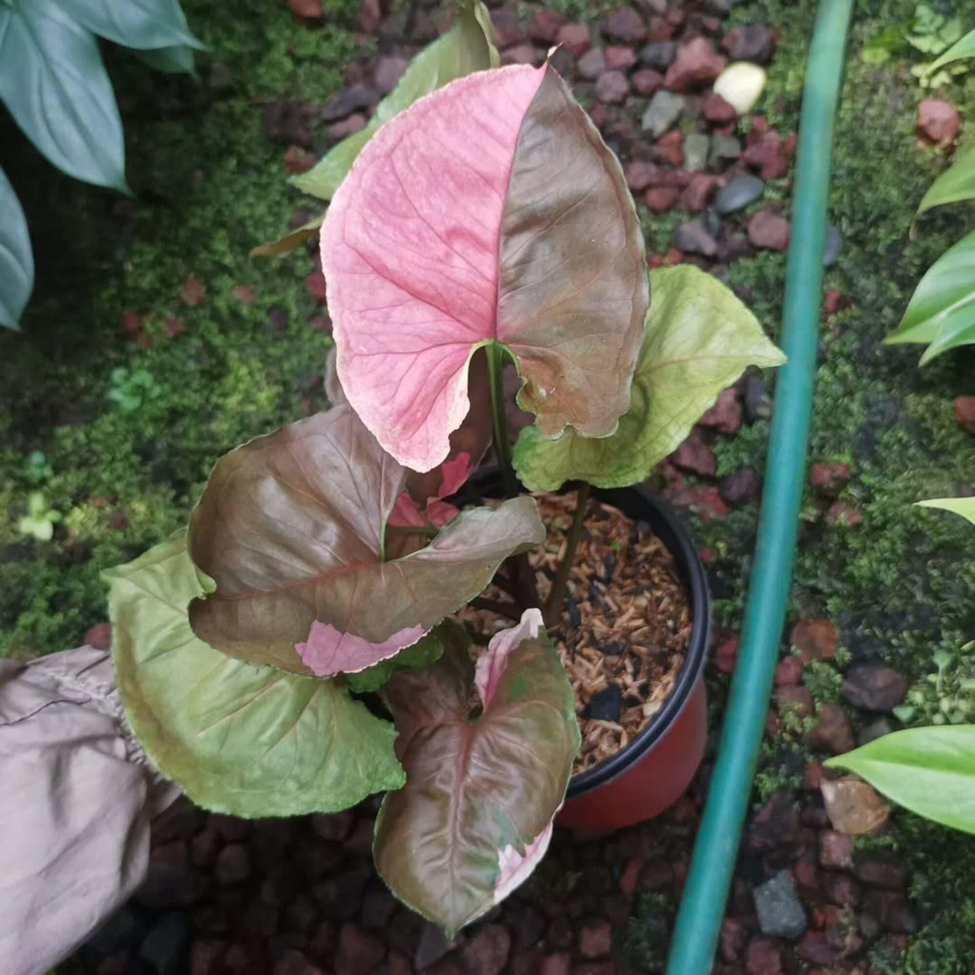 Syngonium Strawberry Ice Condition Unique Leaves Beautiful Plant Live Best Quality Fast Shipping