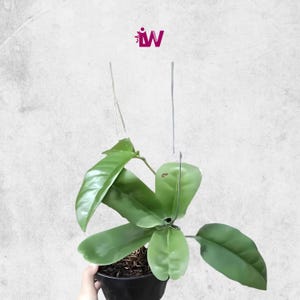 Hoya Albiflora sp Papua rara de tamaño mediano