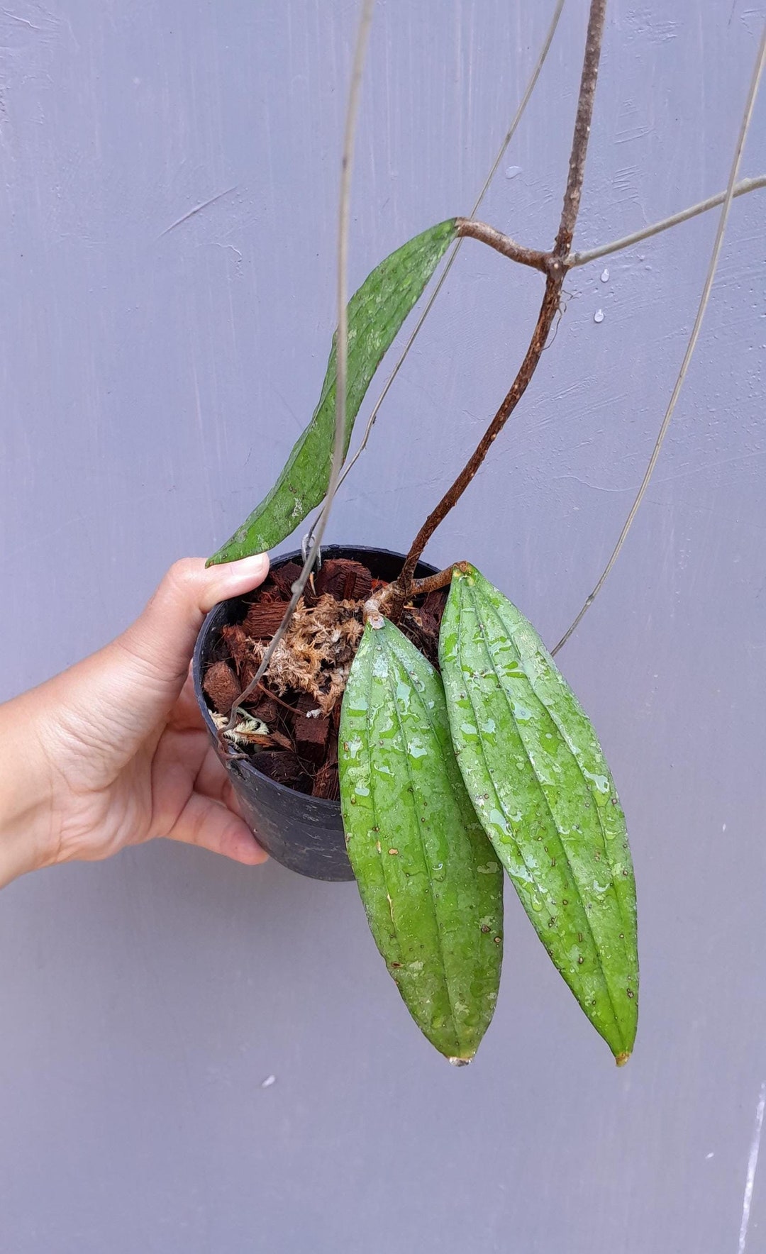 Hoya Rindu Rafflesia Rare Unique Leaves Beautiful Flowers Fast Shipping ...