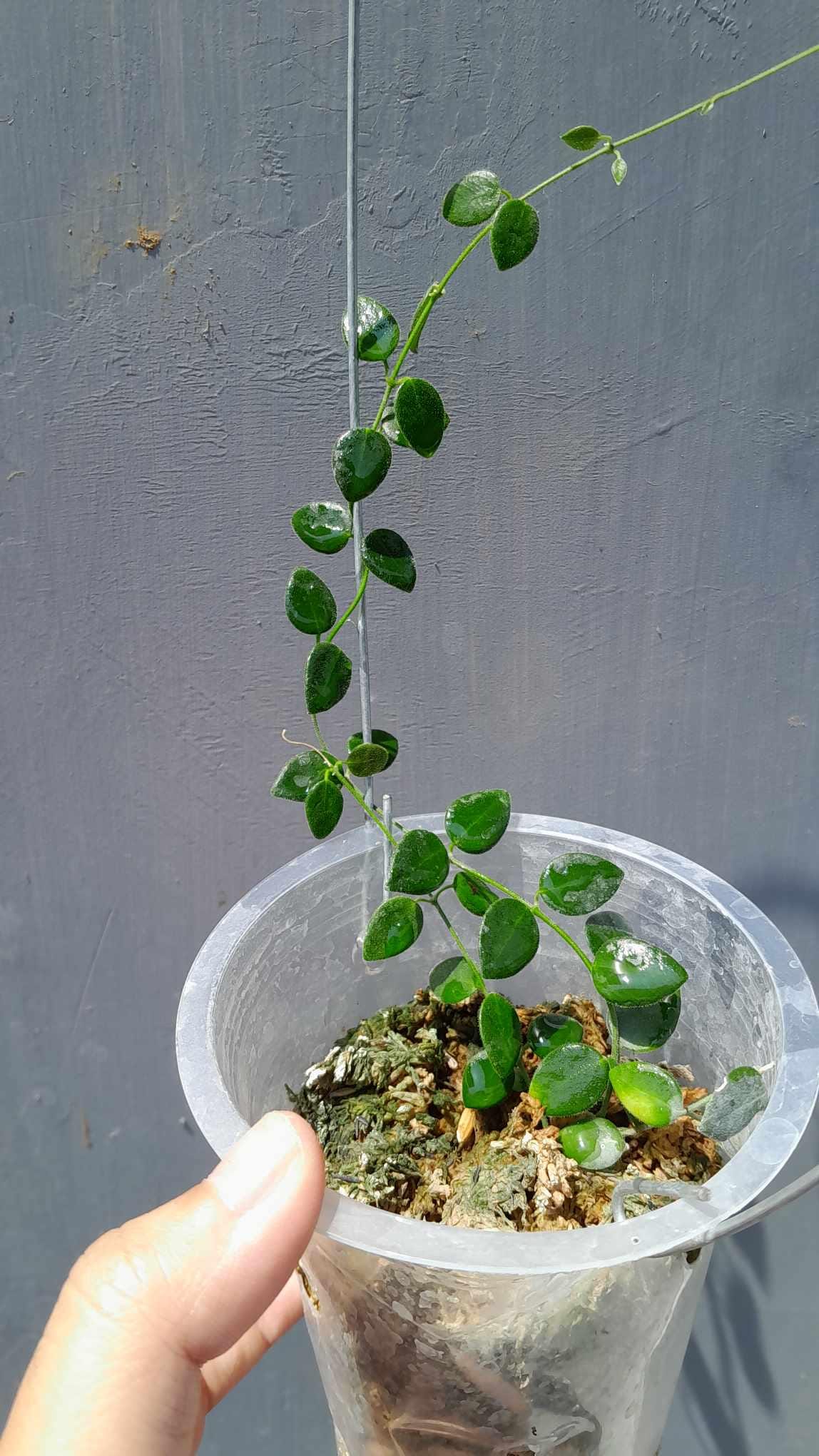 Hoya IM08 Mini Papua Rare Pulleana With Unique Leaves - Etsy
