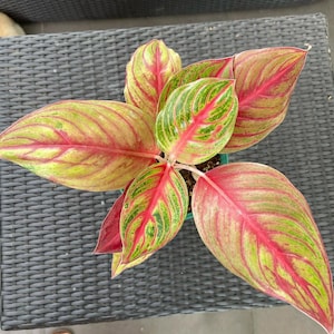 Aglaonema Shakuntala Rare Unique Leaves Beautiful Best Quality Fast Shipping