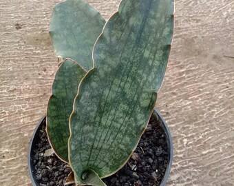 Rare Sansevieria Dragon King Unique Indoor Plant - Etsy