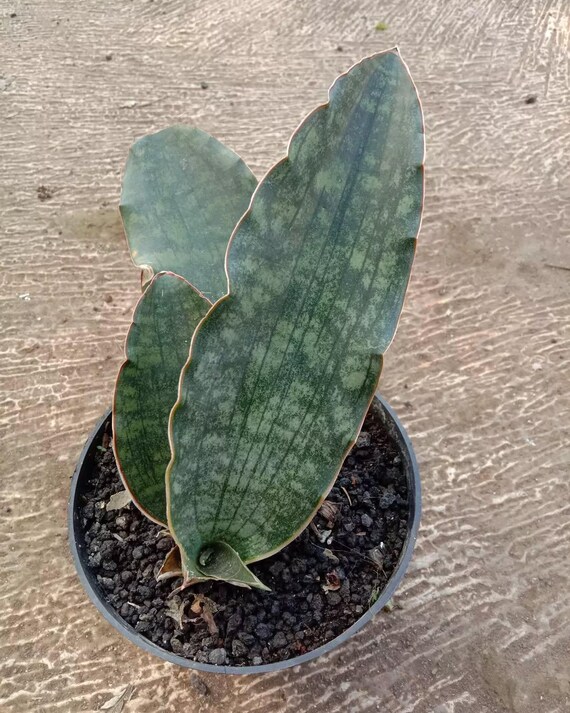 Sansevieria Dragon King Rare Unique Leaves Beautiful Best
