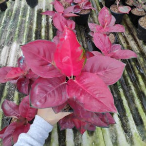 Aglaonema Suksom Compacta Rare Unique Leaves Beautiful Best Quality Fast Shipping