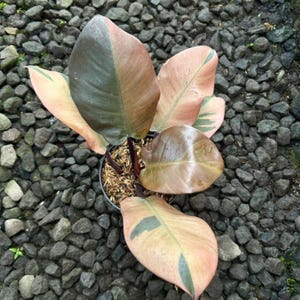 Philodendron Black Cardinal Variegated Plant Gifts Unique Leaves Beautiful Best Quality Fast Shipping