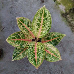 Aglaonema New Green Big Mama Rare Unique Leaves Beautiful Best Quality Fast Shipping