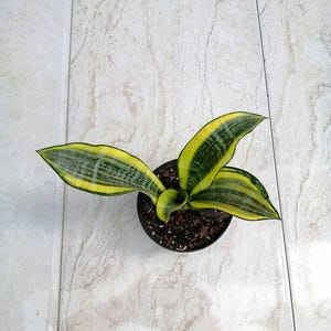 Sansevieria Golden Banner Rare Unique Leaves Beautiful Best Quality Fast Shipping