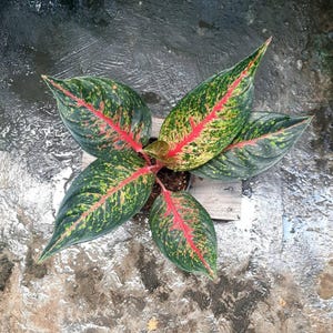 Aglaonema Hot Lady Rare Unique Leaves Beautiful Best Quality Fast Shipping