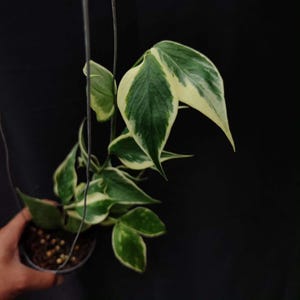 Hoya polyneura inner variegated - Etsy 日本