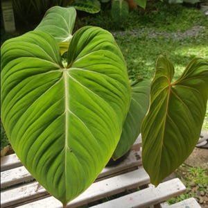Philodendron gloriosum feuilles uniques belle plante vivante meilleure qualité expédition rapide