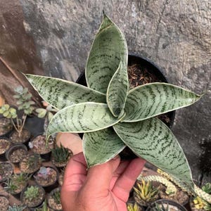 Sansevieria Hahnii Cream Rare Unique Leaves Beautiful Best Quality Fast Shipping