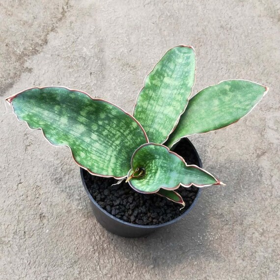 Rare Sansevieria Dragon King Unique Indoor Plant - Etsy