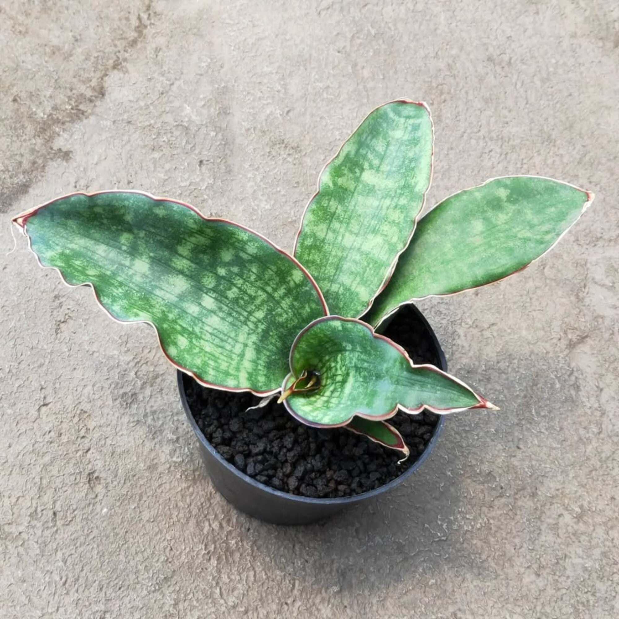 Sansevieria Dragon King - Etsy