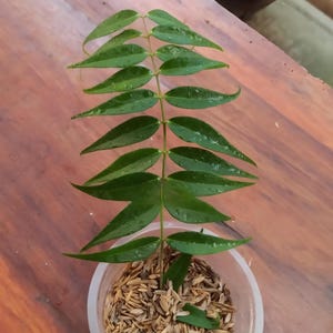 Hoya Leucantha Sp Papua Beautiful Leaves Free Phytosanitary Fast Shipping