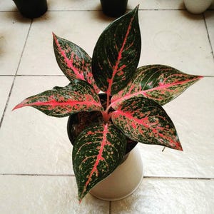 Aglaonema Tiara Rare Unique Leaves Beautiful Best Quality Fast Shipping