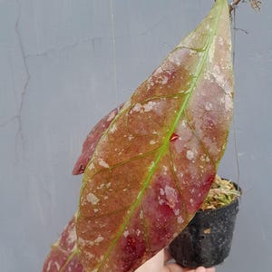 Hoya Clemensiorum Borneo Red Rare Unique Leaves Beautiful Flowers Fast Shipping