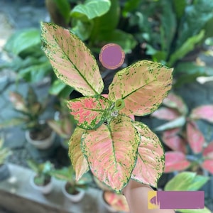 Aglaonema Siam Arium Rare Unique Leaves Beautiful Best Quality Fast Shipping