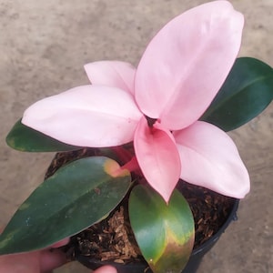 Philodendron Pink Congo Unique Leaves Beautiful Plant Live Best Quality Fast Shipping