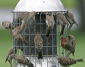 Mangeoire à oiseaux suspendue Mangeoire à Oiseaux à L'épreuve des