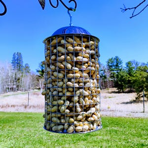May include: A metal peanut feeder filled with peanuts hangs from a tree branch. The feeder is cylindrical and has a wire mesh design. The peanuts are visible through the mesh. The feeder is hanging in a grassy field with trees in the background.