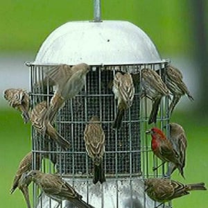 Large Squirrel Proof Stainless Steel Bird Feeder