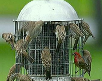 Large Squirrel Proof Stainless Steel Bird Feeder