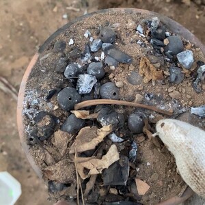 May include: A terracotta pot filled with soil, charcoal, and small, dark gray, spherical objects. The pot's contents include dried leaves and a few light-colored, irregular stones. A gloved hand holds the pot.