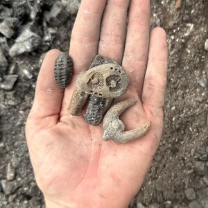 May include: A hand holding several small, weathered fossils. The fossils vary in shape, including a segmented, cylindrical form, and a curved, horn-like shape. The fossils are in shades of gray and tan.