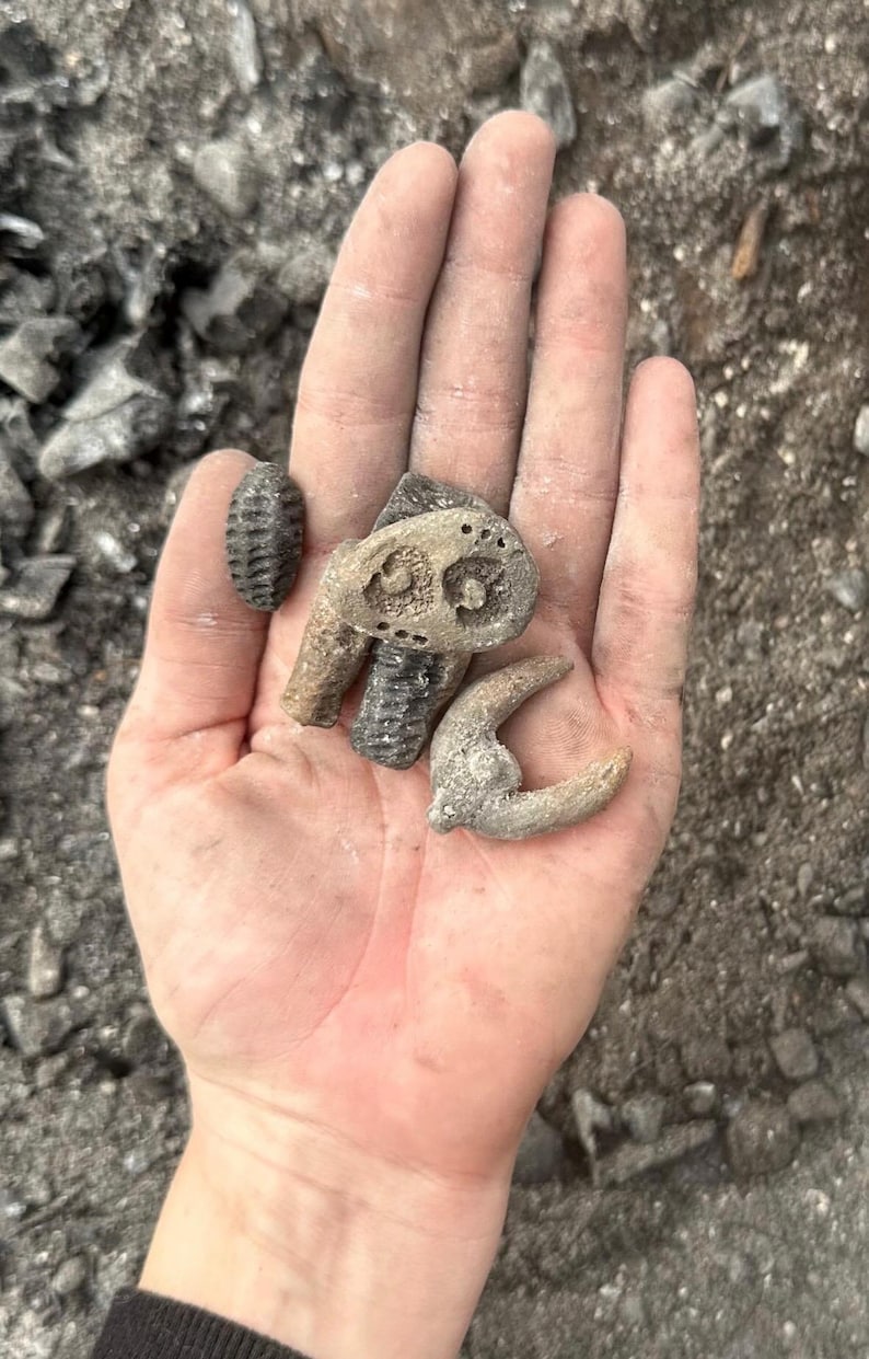 May include: A hand holding several small, weathered fossils. The fossils vary in shape, including a segmented, cylindrical form, and a curved, horn-like shape. The fossils are in shades of gray and tan.
