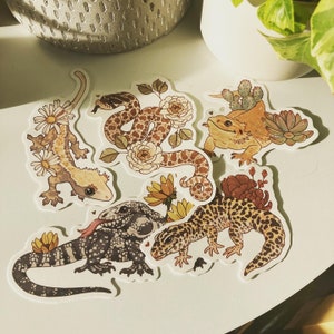Naklejki z gadami: Crestie, Hognose, Dragon, Tegu