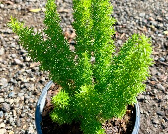 Foxtail Fern / Asparagus densiflorus