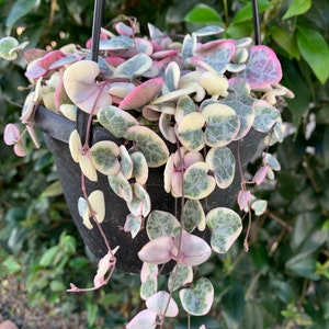 String of Hearts “keepsake heart” variegated / CEROPEGIA WOODII ( 3” pot, 4” pot, 6” hanging basket)