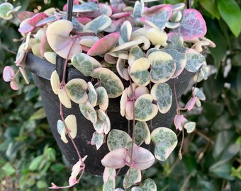 String of Hearts “keepsake heart” variegated / CEROPEGIA WOODII ( 3” pot, 4” pot, 6” hanging basket)