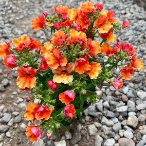 Nemesia strumosa  ( 4 hybrid colors/ 4 inch pot  )/ Cape Jewels 〜　long bloom delight