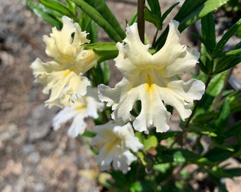 Monkey Flower white  ( 1 gallon ) / Mimulus bifidus White